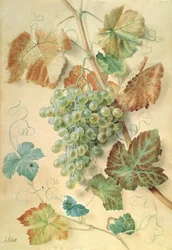 White Grapes